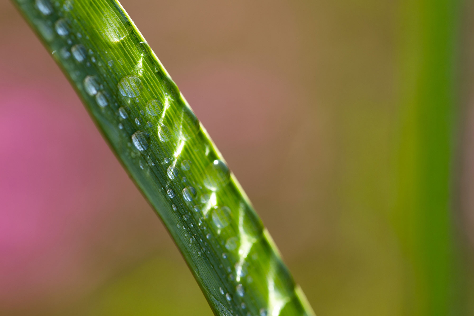 Dallas Irrigation AssociationContact Dallas Irrigation Association