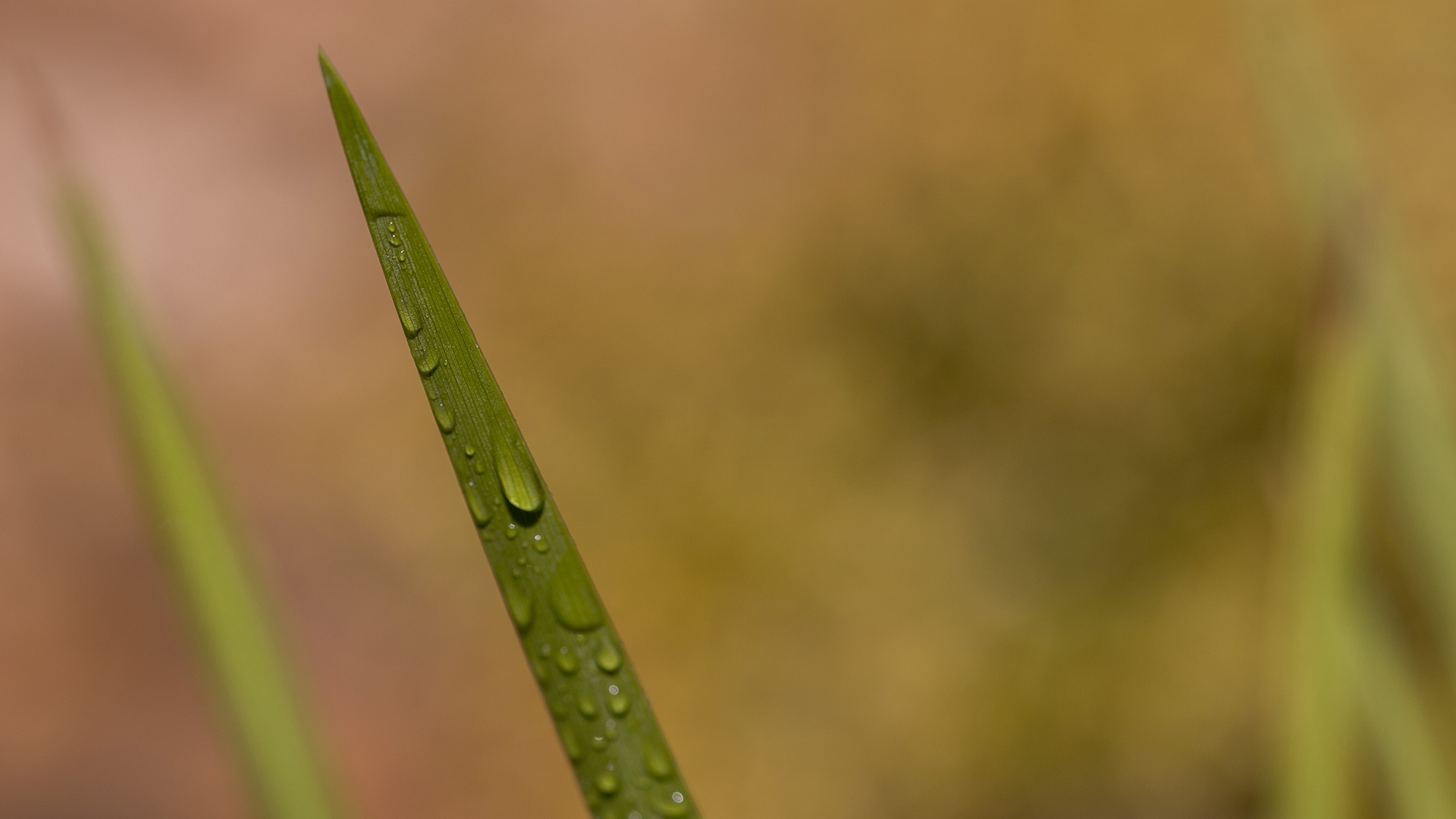 Dallas Irrigation AssociationMember Pages Dallas Irrigation Association