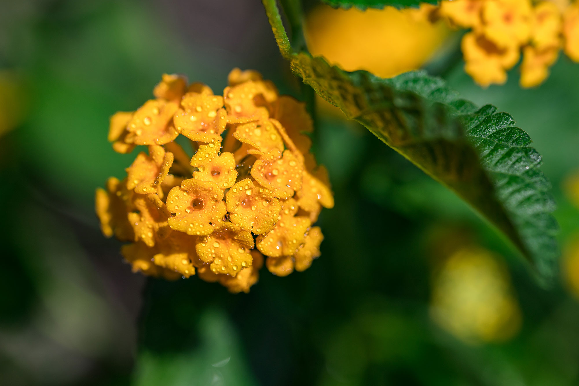 Dallas Irrigation AssociationHomeowner News Dallas Irrigation Association