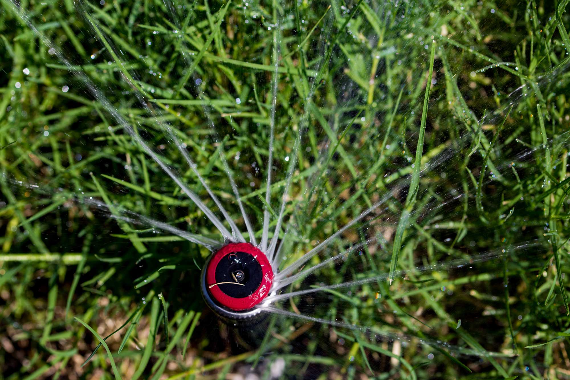 Dallas Irrigation AssociationConfirm an Irrigator's License Dallas